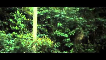 Szenenbild aus dem Film 'A Floresta De Jonathas - Im dunklen Grün'
