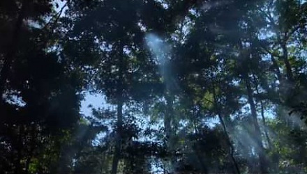 Szenenbild aus dem Film 'Song from the Forest'