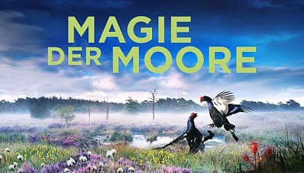 Szenenbild aus dem Film 'Magie der Moore'