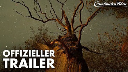 Szenenbild aus dem Film 'Das geheime Leben der Bäume'