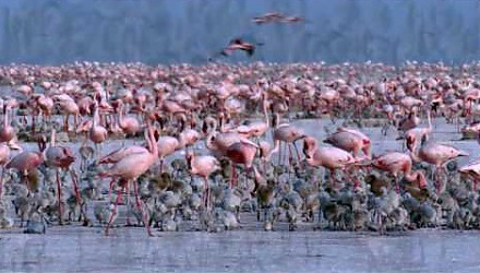 Szenenbild aus dem Film 'Das Geheimnis der Flamingos'