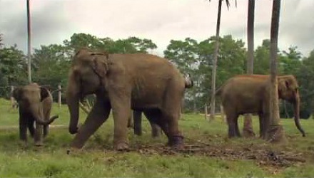 Szenenbild aus dem Film 'Chandani und ihr Elefant'