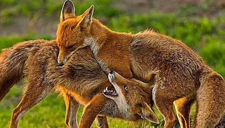 Szenenbild aus dem Film 'Die neue Wildnis - Große Natur in einem kleinen Land'