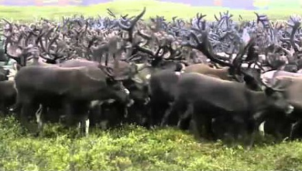 Szenenbild aus dem Film 'Chamissos Schatten: Kapitel 3 Kamtschatka und die Beringinsel'