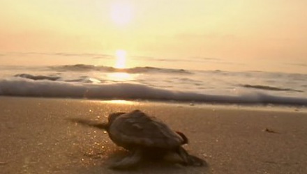 Szenenbild aus dem Film 'Tortuga - Die unglaubliche Reise der Meeresschildkröte'