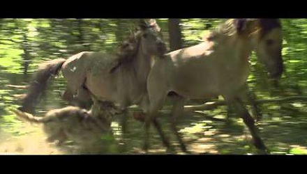 Szenenbild aus dem Film 'Unsere Wildnis'