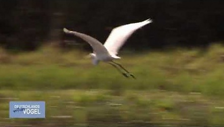 Szenenbild aus dem Film 'Deutschlands wilde Vögel'