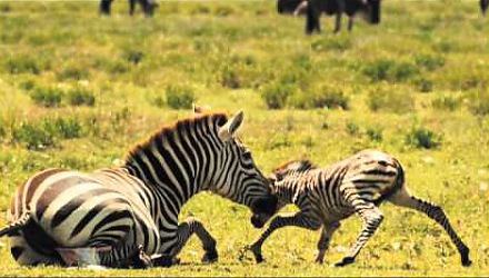 Szenenbild aus dem Film 'Serengeti'