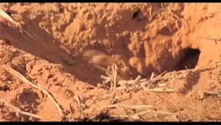 Szenenbild aus dem Film 'Wächter der Wüste'